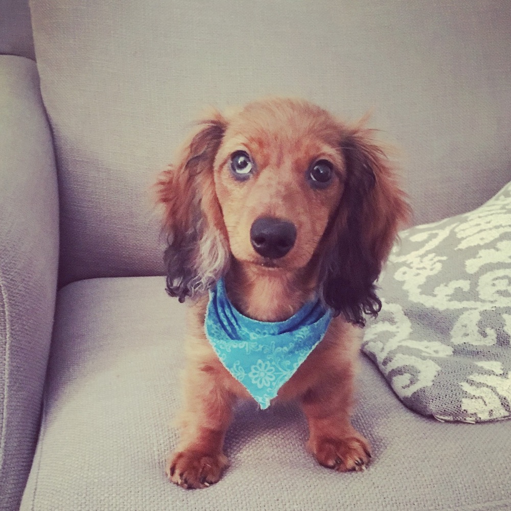 Meet your Posher, Hay